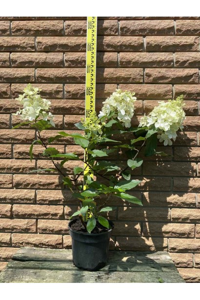 Гортензія Пінкі Вінкі - 3л/вис.40-50см/Ø20-30см